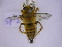  ( - CCDB-03790-C4)  @14 [ ] CreativeCommons - Attribution Non-Commercial Share-Alike (2013) Remko Leijs South Australian Museum