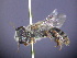  (Leioproctus sp. RLWO1 - CCDB-03790-B5)  @11 [ ] CreativeCommons - Attribution Non-Commercial Share-Alike (2013) Remko Leijs South Australian Museum