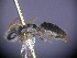  ( - CCDB-03790-D2)  @12 [ ] CreativeCommons - Attribution Non-Commercial Share-Alike (2013) Remko Leijs South Australian Museum