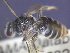  ( - CCDB-03790-E5)  @11 [ ] CreativeCommons - Attribution Non-Commercial Share-Alike (2013) Remko Leijs South Australian Museum