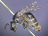  ( - CCDB-03790-E7)  @11 [ ] CreativeCommons - Attribution Non-Commercial Share-Alike (2013) Remko Leijs South Australian Museum