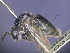  ( - CCDB-03790-E10)  @11 [ ] CreativeCommons - Attribution Non-Commercial Share-Alike (2013) Remko Leijs South Australian Museum