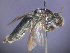  ( - CCDB-03790-E11)  @11 [ ] CreativeCommons - Attribution Non-Commercial Share-Alike (2013) Remko Leijs South Australian Museum