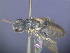  ( - CCDB-03790-F3)  @11 [ ] CreativeCommons - Attribution Non-Commercial Share-Alike (2013) Remko Leijs South Australian Museum