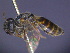  (Euryglossa glabra - CCDB-03790-F11)  @11 [ ] CreativeCommons - Attribution Non-Commercial Share-Alike (2013) Remko Leijs South Australian Museum
