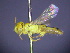  (Xanthesma furcifera - CCDB-03790-G3)  @13 [ ] CreativeCommons - Attribution Non-Commercial Share-Alike (2013) Remko Leijs South Australian Museum
