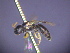  ( - CCDB-03790-G6)  @13 [ ] CreativeCommons - Attribution Non-Commercial Share-Alike (2013) Remko Leijs South Australian Museum