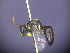  (Hylaeus honestus - CCDB-03790-H8)  @11 [ ] CreativeCommons - Attribution Non-Commercial Share-Alike (2013) Remko Leijs South Australian Museum