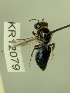  (Euryglossa KB02 NOT depressa - KR12079)  @11 [ ] CreativeCommons Attribution NonCommercial ShareAlike (2025) Remko Leijs South Australian Museum