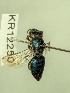  (Euryglossa cupreochalybea - KR12250)  @11 [ ] CreativeCommons Attribution NonCommercial ShareAlike (2025) Remko Leijs South Australian Museum