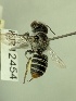  (Megachile sp. nov. KB39 - KR12454)  @11 [ ] CreativeCommons Attribution NonCommercial ShareAlike (2077) Remko Leijs South Australian Museum
