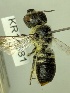  (Megachile KB40 NOT horatii - KR11881)  @11 [ ] CreativeCommons Attribution NonCommercial ShareAlike (2078) Remko Leijs South Australian Museum