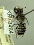  (Megachile sp. nov. KB32 - KR12424)  @11 [ ] CreativeCommons Attribution NonCommercial ShareAlike (2079) Remko Leijs South Australian Museum