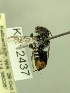  (Megachile sp. nov.? KB41 - KR12437)  @11 [ ] CreativeCommons Attribution NonCommercial ShareAlike (2081) Remko Leijs South Australian Museum