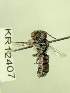  (Megachile KB36 - KR12407)  @11 [ ] CreativeCommons Attribution NonCommercial ShareAlike (2083) Remko Leijs South Australian Museum