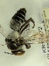  (Stenotritus KB112 - KR11872)  @11 [ ] CreativeCommons Attribution NonCommercial ShareAlike (2035) Remko Leijs South Australian Museum