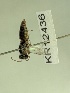  (Euryglossa KB96 - KR12436)  @11 [ ] CreativeCommons Attribution NonCommercial ShareAlike (2074) Remko Leijs South Australian Museum