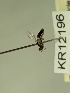  (Euryglossula sp. nov. KB158 - KR12196)  @11 [ ] CreativeCommons Attribution NonCommercial ShareAlike (2079) Remko Leijs South Australian Museum