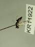  (Euryglossula sp.nov.KB161 - KR11922)  @11 [ ] CreativeCommons Attribution NonCommercial ShareAlike (2085) Remko Leijs South Australian Museum