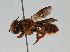  (Megachile sp. RLCR2 - RL1783)  @14 [ ] CreativeCommons - Attribution Non-Commercial Share-Alike (2012) Remko Leijs South Australian Museum