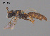  ( - RL1788C)  @11 [ ] CreativeCommons Attribution NonCommercial ShareAlike (2025) Remko Leijs South Australian Museum