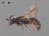  ( - RL1788D)  @11 [ ] CreativeCommons Attribution NonCommercial ShareAlike (2025) Remko Leijs South Australian Museum