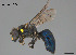  (Hylaeus alcyoneus - SAMA 32-39766)  @11 [ ] CreativeCommons Attribution NonCommercial ShareAlike (2024) Remko Leijs South Australian Museum