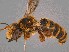  (Megachile sp. QKRL07 - SAMA 32-37423)  @11 [ ] CreativeCommons Attribution NonCommercial ShareAlike (2024) Remko Leijs South Australian Museum