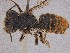  (Megachile sp. QKRL09 - SAMA 32-37426)  @11 [ ] CreativeCommons Attribution NonCommercial ShareAlike (2024) Remko Leijs South Australian Museum