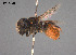  (Megachile sp. QKRL04 - SAMA 32-39913)  @11 [ ] CreativeCommons Attribution NonCommercial ShareAlike (2024) Remko Leijs South Australian Museum