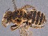  ( - RL1607)  @11 [ ] CreativeCommons Attribution NonCommercial ShareAlike (2024) Remko Leijs South Australian Museum