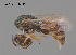  ( - RL1807D)  @11 [ ] CreativeCommons Attribution NonCommercial ShareAlike (2025) Remko Leijs South Australian Museum