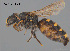  ( - CCDB-12240-A5)  @11 [ ] CreativeCommons Attribution NonCommercial ShareAlike (2025) Remko Leijs South Australian Museum