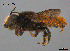  (Megachile sp. QKRL01 - SAMA 32-37417)  @11 [ ] CreativeCommons Attribution NonCommercial ShareAlike (2024) Remko Leijs South Australian Museum