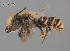  (Megachile sp. QKRL06 - SAMA 32-37422)  @11 [ ] CreativeCommons Attribution NonCommercial ShareAlike (2024) Remko Leijs South Australian Museum