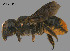 (Megachile sp. QKRL11 - SAMA 32-37432)  @11 [ ] CreativeCommons Attribution NonCommercial ShareAlike (2024) Remko Leijs South Australian Museum