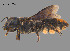  (Megachile sp. QKRL12 - SAMA 32-37434)  @11 [ ] CreativeCommons Attribution NonCommercial ShareAlike (2024) Remko Leijs South Australian Museum