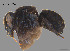  (Megachile sp. QKRL13 - SAMA 32-37435)  @11 [ ] CreativeCommons Attribution NonCommercial ShareAlike (2024) Remko Leijs South Australian Museum