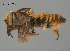  (Megachile sp. QKRL37 - SAMA 32-37437)  @11 [ ] CreativeCommons Attribution NonCommercial ShareAlike (2024) Remko Leijs South Australian Museum