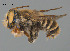  (Megachile sp. QKRL40 - SAMA 32-37438)  @11 [ ] CreativeCommons Attribution NonCommercial ShareAlike (2024) Remko Leijs South Australian Museum