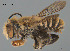  (Megachile sp. QKRL41 - SAMA 32-37439)  @11 [ ] CreativeCommons Attribution NonCommercial ShareAlike (2024) Remko Leijs South Australian Museum