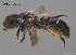  (Megachile sp. LTRL25 - SAMA 32-37556)  @11 [ ] CreativeCommons Attribution NonCommercial ShareAlike (2024) Remko Leijs South Australian Museum