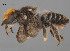  (Megachile sp. RLCA18 - SAMA 32-37583)  @11 [ ] CreativeCommons Attribution NonCommercial ShareAlike (2024) Remko Leijs South Australian Museum
