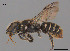  (Megachile sp. RLCA15 - SAMA 32-37589)  @11 [ ] CreativeCommons Attribution NonCommercial ShareAlike (2024) Remko Leijs South Australian Museum