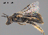  (Braunsapis clarissima - SAMA 32-37602)  @11 [ ] CreativeCommons Attribution NonCommercial ShareAlike (2025) Remko Leijs South Australian Museum