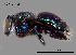  (Xylocopa bombylans - SAMA 32-37609)  @11 [ ] CreativeCommons Attribution NonCommercial ShareAlike (2025) Remko Leijs South Australian Museum