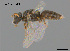  (Euhesma sp. LTRL48 - SAMA 32-37649)  @11 [ ] CreativeCommons Attribution NonCommercial ShareAlike (2025) Remko Leijs South Australian Museum
