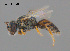  (Euhesma sybilae - SAMA 32-37654)  @11 [ ] CreativeCommons Attribution NonCommercial ShareAlike (2025) Remko Leijs South Australian Museum
