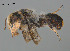  (Megachile comptipes - SAMA 32-37705)  @11 [ ] CreativeCommons Attribution NonCommercial ShareAlike (2024) Remko Leijs South Australian Museum