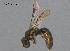  (Hylaeus sp. W44 - SAMA 32-37706)  @11 [ ] CreativeCommons Attribution NonCommercial ShareAlike (2024) Remko Leijs South Australian Museum